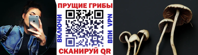 Галлюциногенные грибы Psilocybe  Купить где  Комсомольск 